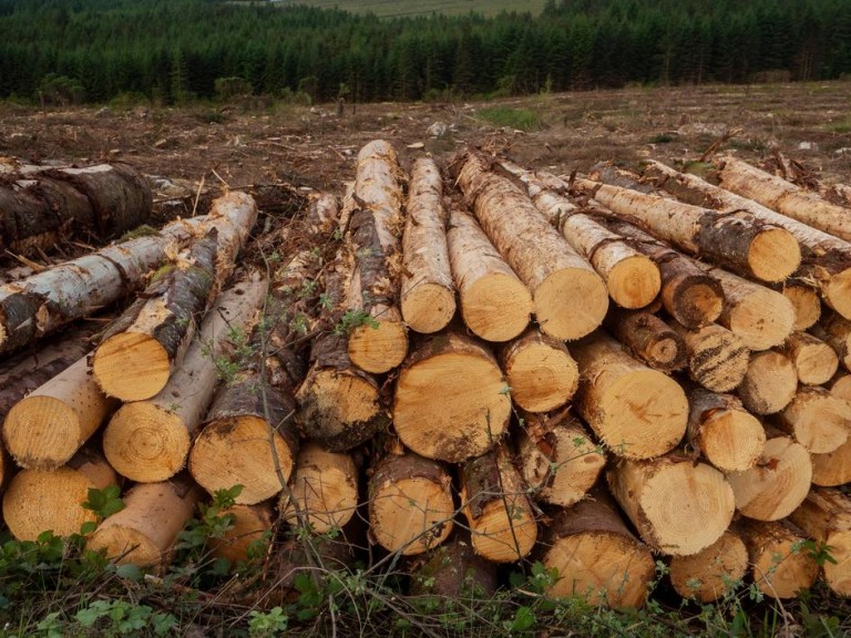 Comment choisir un service d'élagage des arbres fiable à Rieumes ?