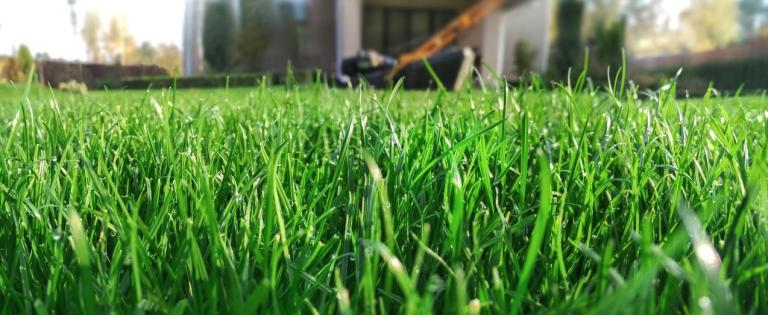 Quand tondre son gazon pour un jardin impeccable à Muret ?